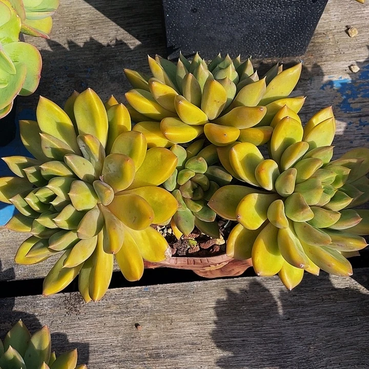 化****多肉植物发货象牙
