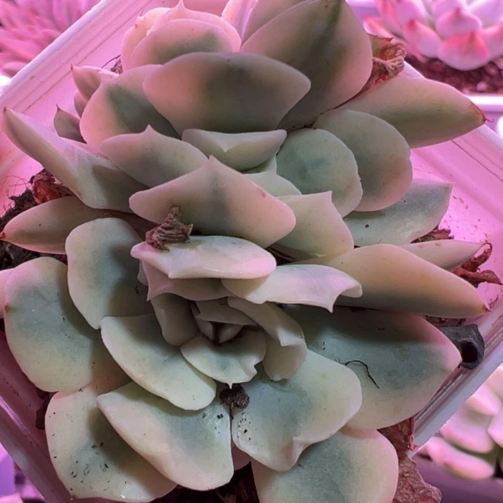 朵朵缀锦多肉植物1365