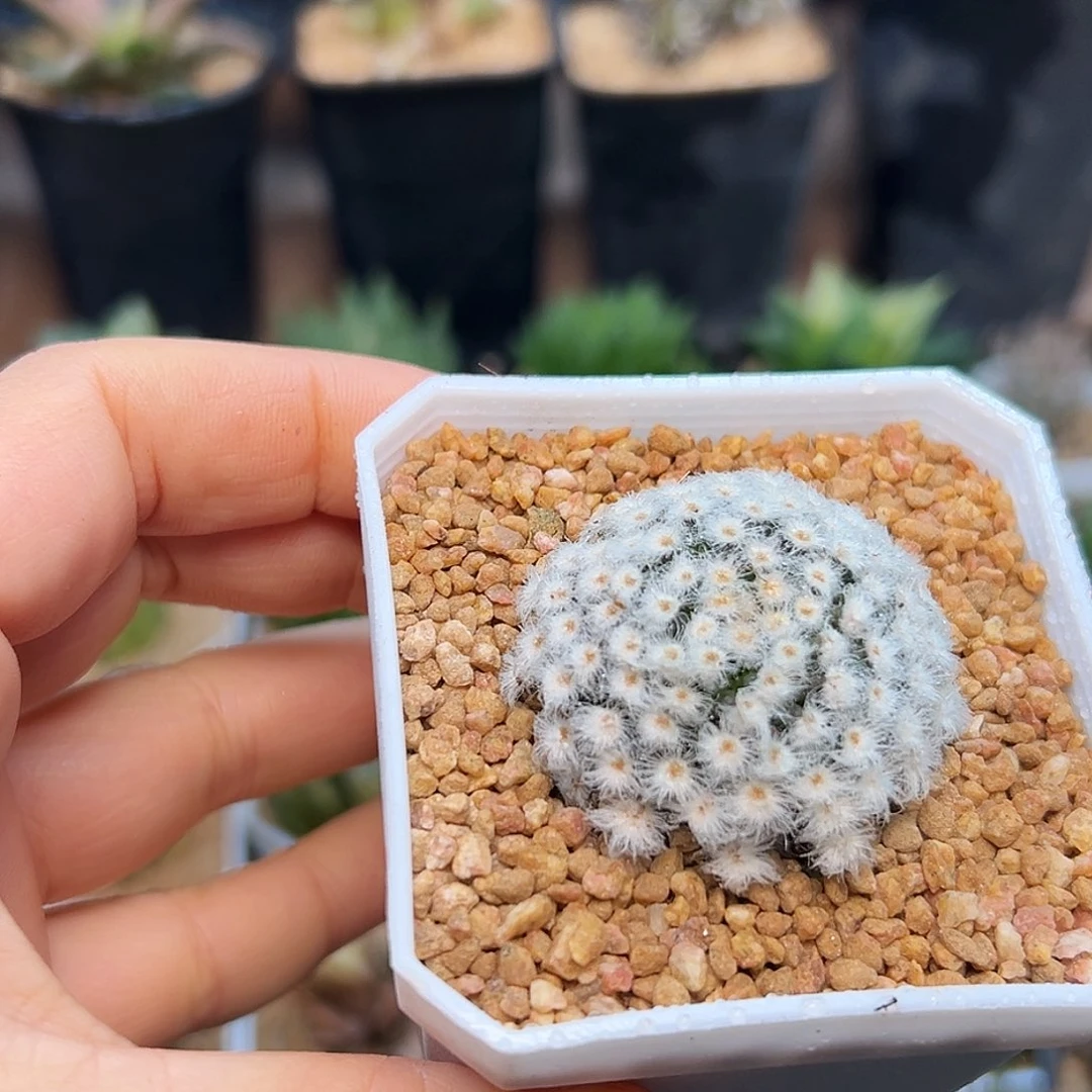 降落伞白星自根带盆发货