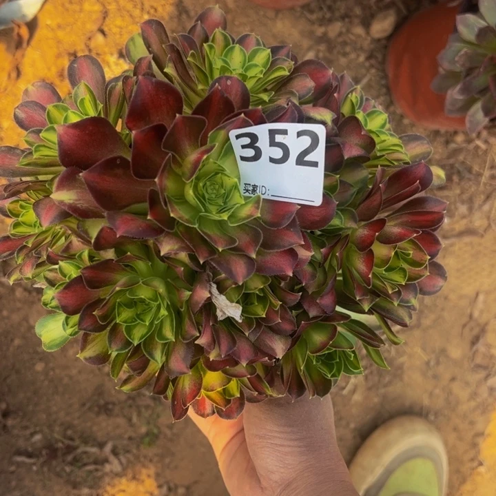 韶华多肉植物352