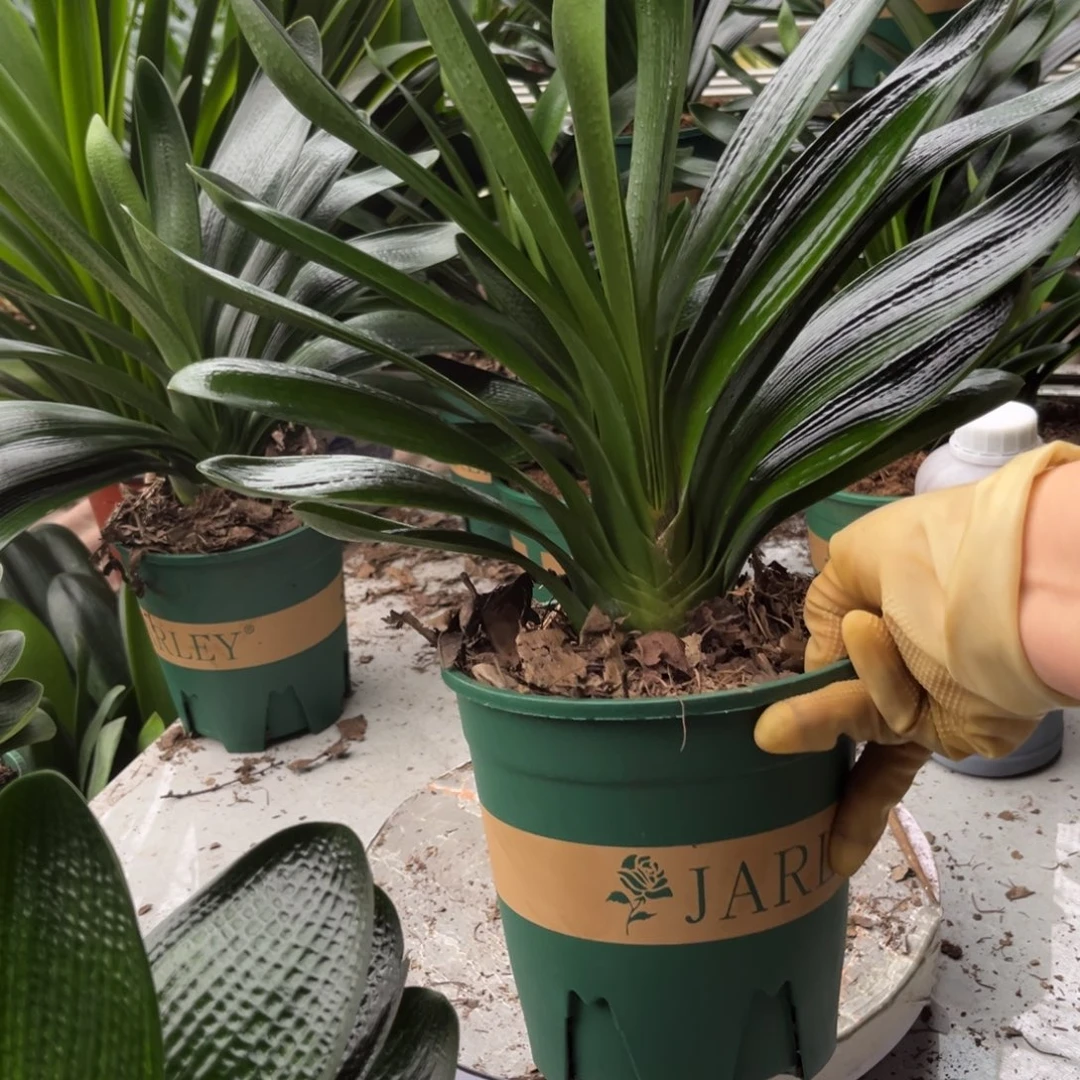 当前无花栽培后可以开花
