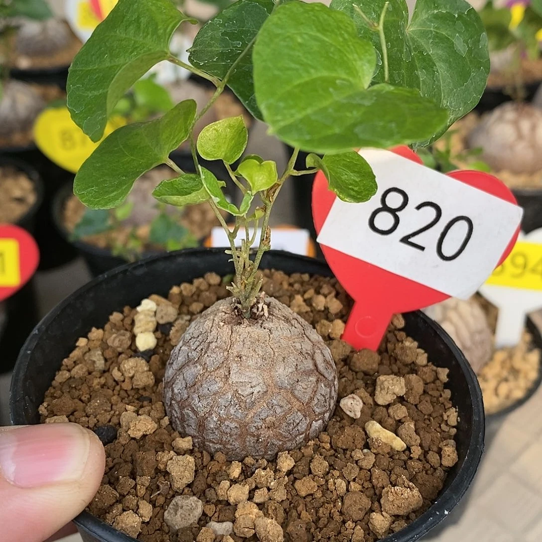 南非龟甲龙龟甲龙龟甲龙