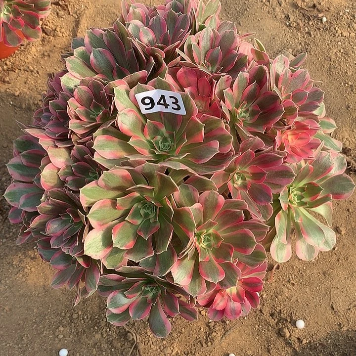 多肉植物粉女郎943