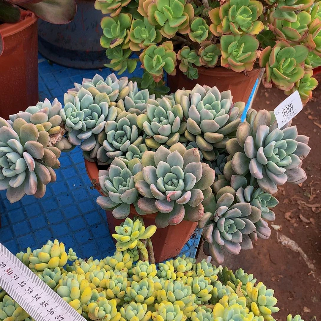 浅***年      花斑鹿18009