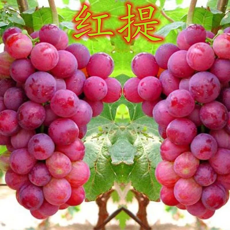红提葡萄苗 南方北方均可种植