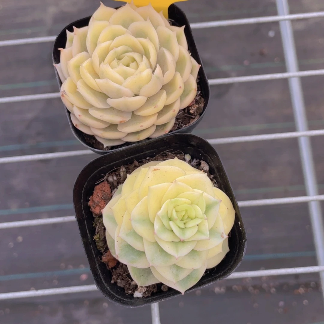 1409号 昂斯诺锦加蜡牡丹锦
