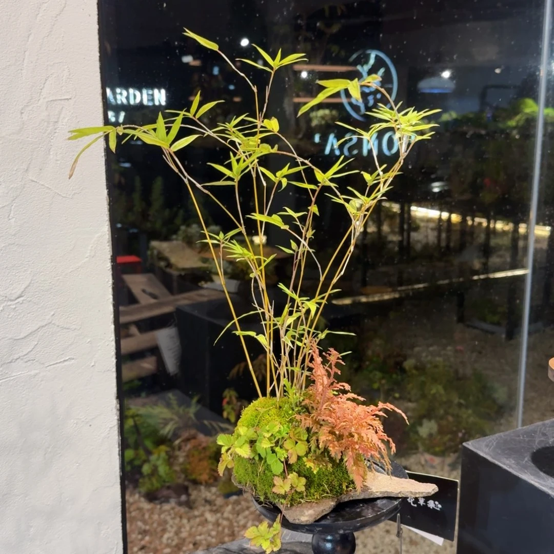 无花朵山野草日本鞍马石