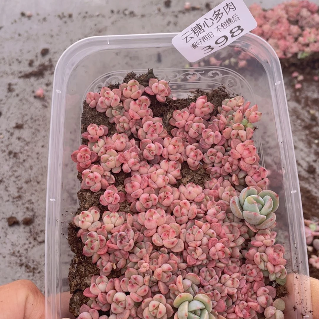云糖心多肉植物398
