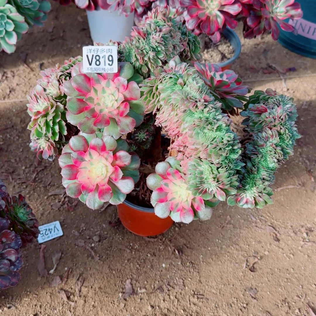 荔枝缀化819冠幅32