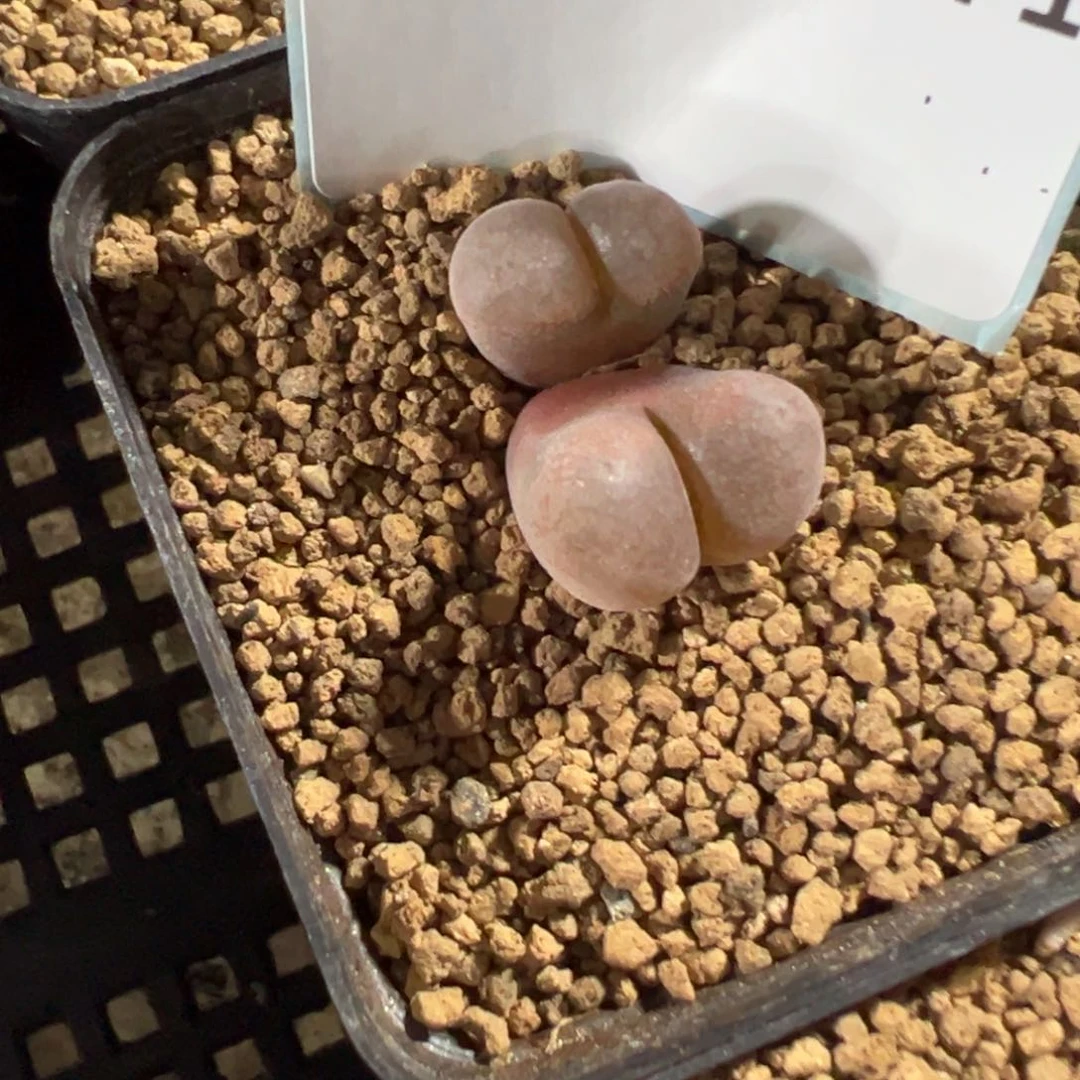 4-171风铃多肉植物