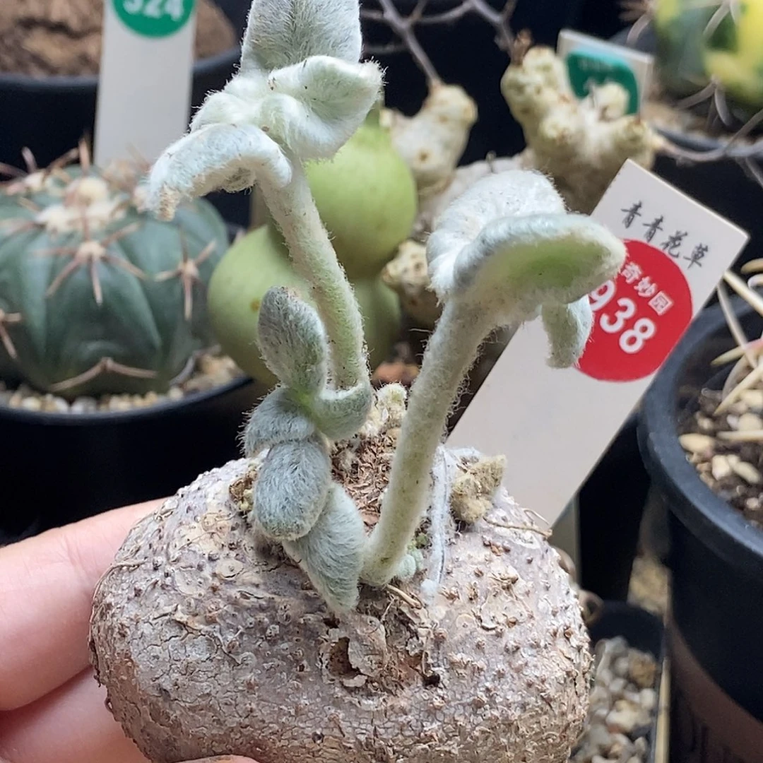 断崖女王6.4cm一棵仙人球