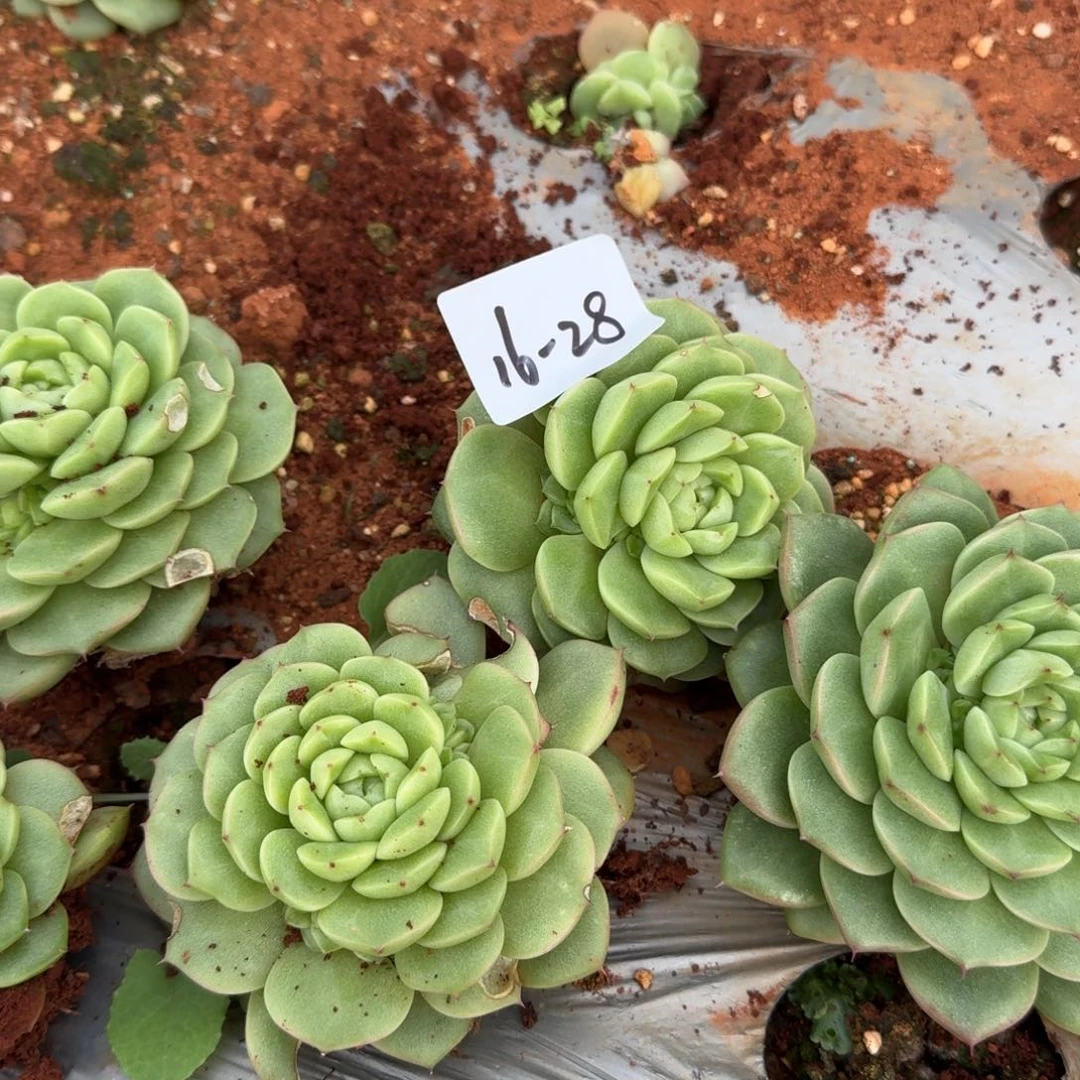 16-28麦秆群一颗量拍