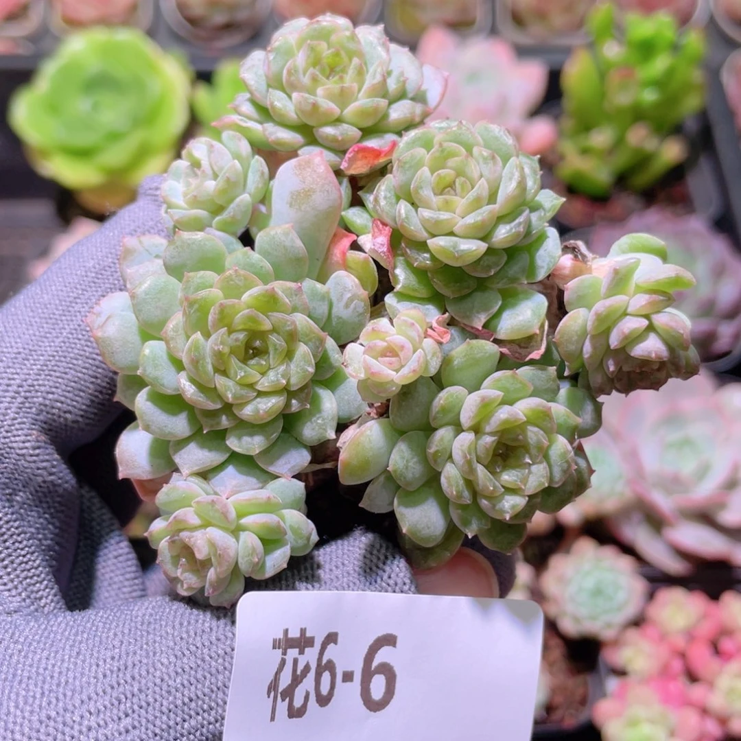 花利美 6-6新品珍妮