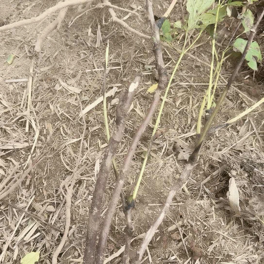 无花朵111111111111111111