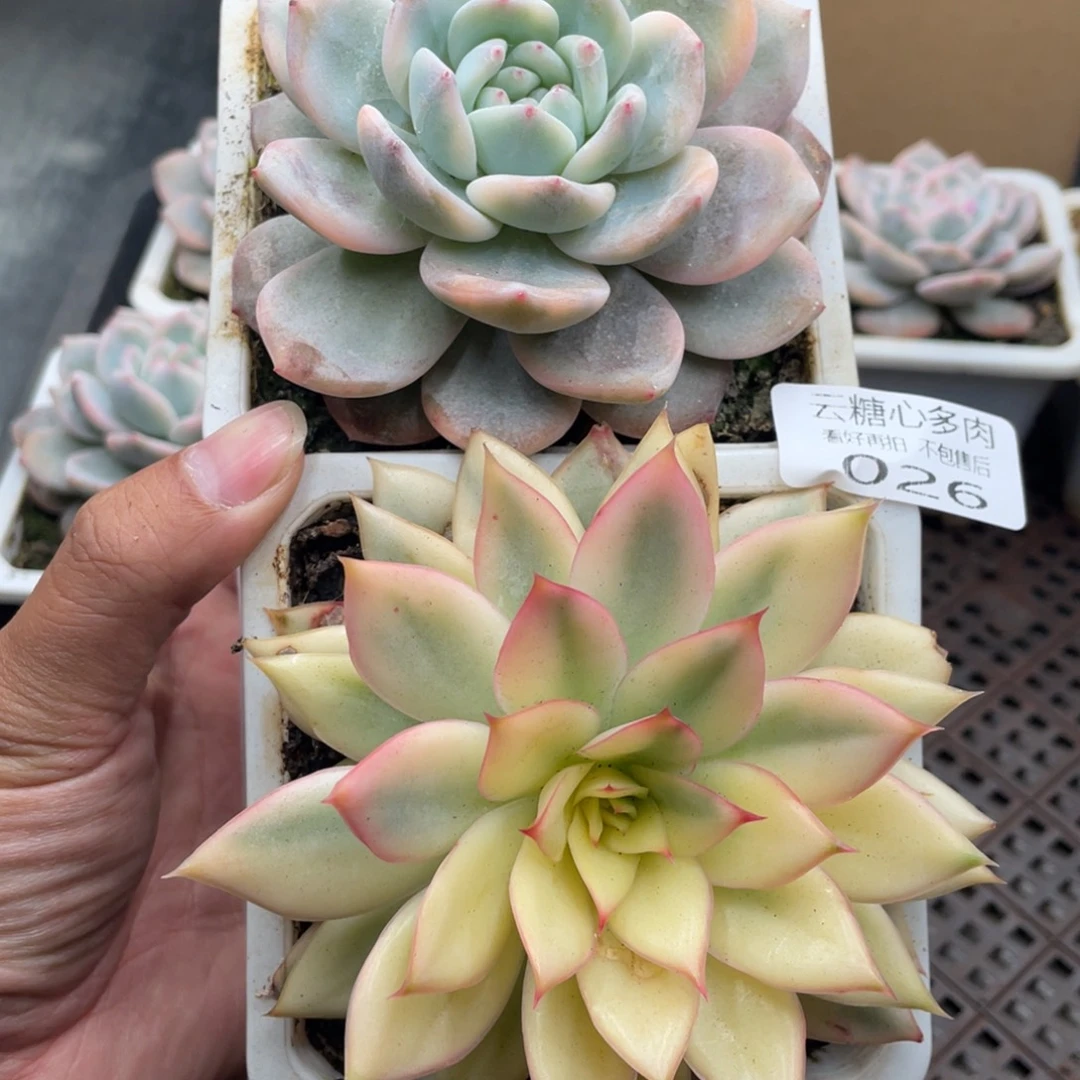 云糖心多肉植物26