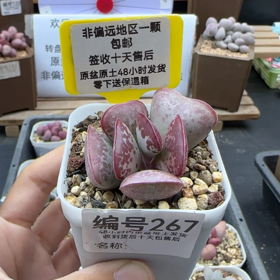 267爱心多肉植物