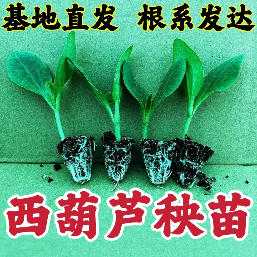 老品种西葫芦苗占瓜苗带土带根站瓜秧苗四季高产阳台盆栽蔬菜苗