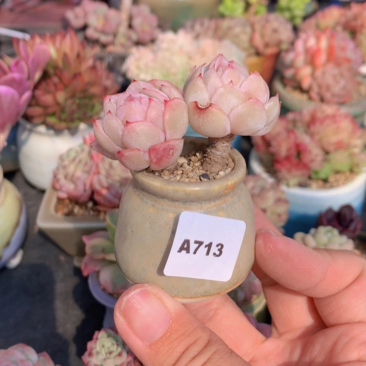 一物一拍含盆土满38包邮A713