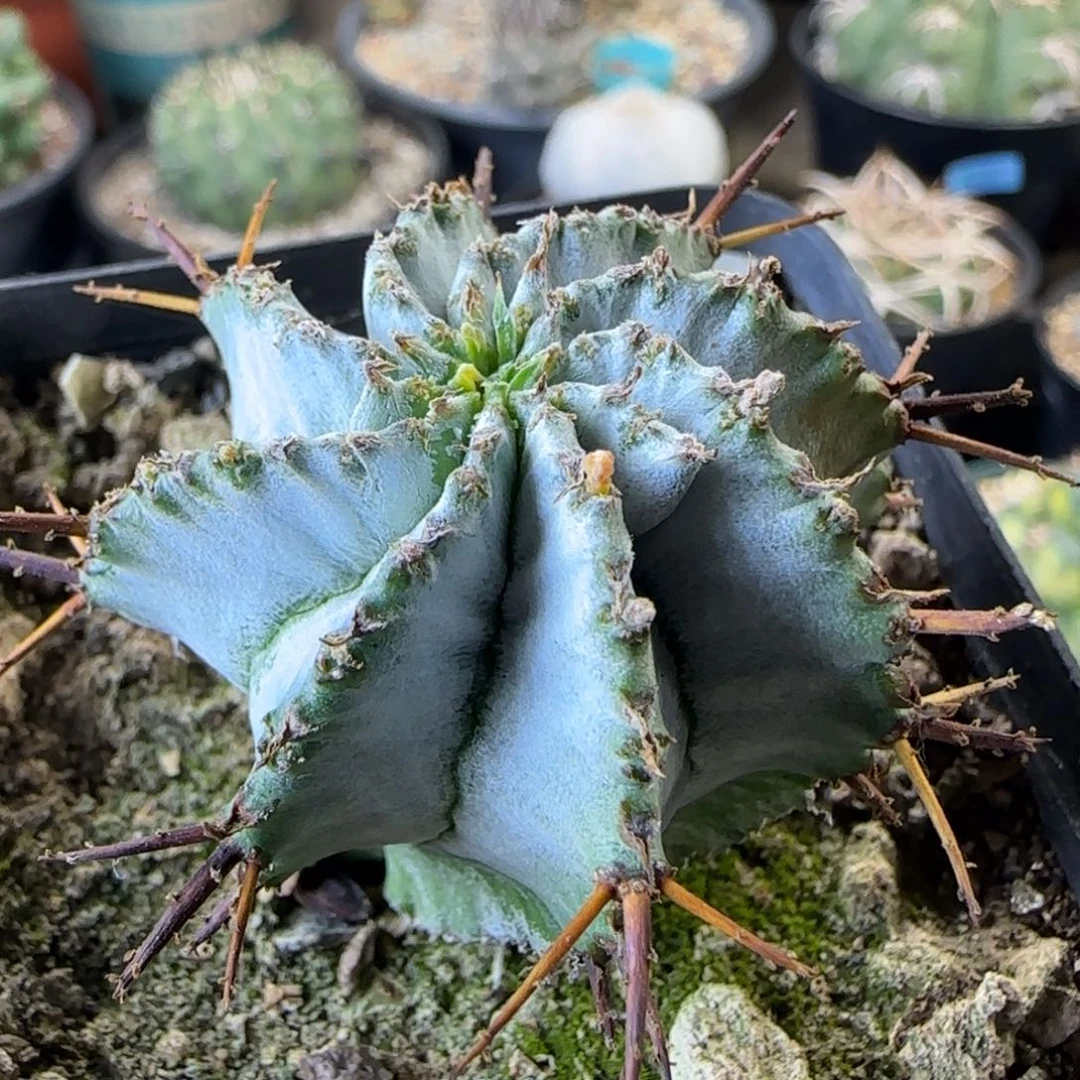 117侧芽自根白衣魁伟玉多肉4