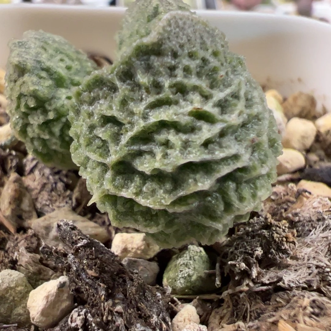 实生新品单头纯木质桩多肉植物