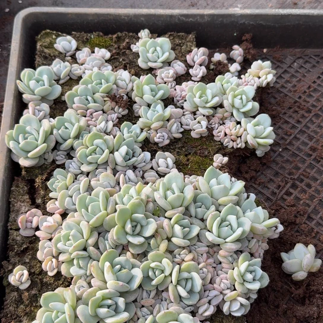 多肉杂交一物一拍11-73不带筐