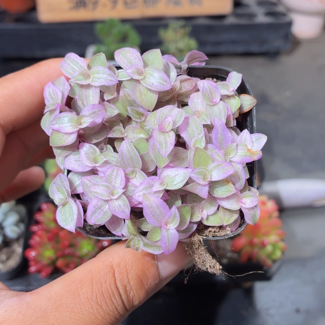 胭脂云多肉9.9包邮发货