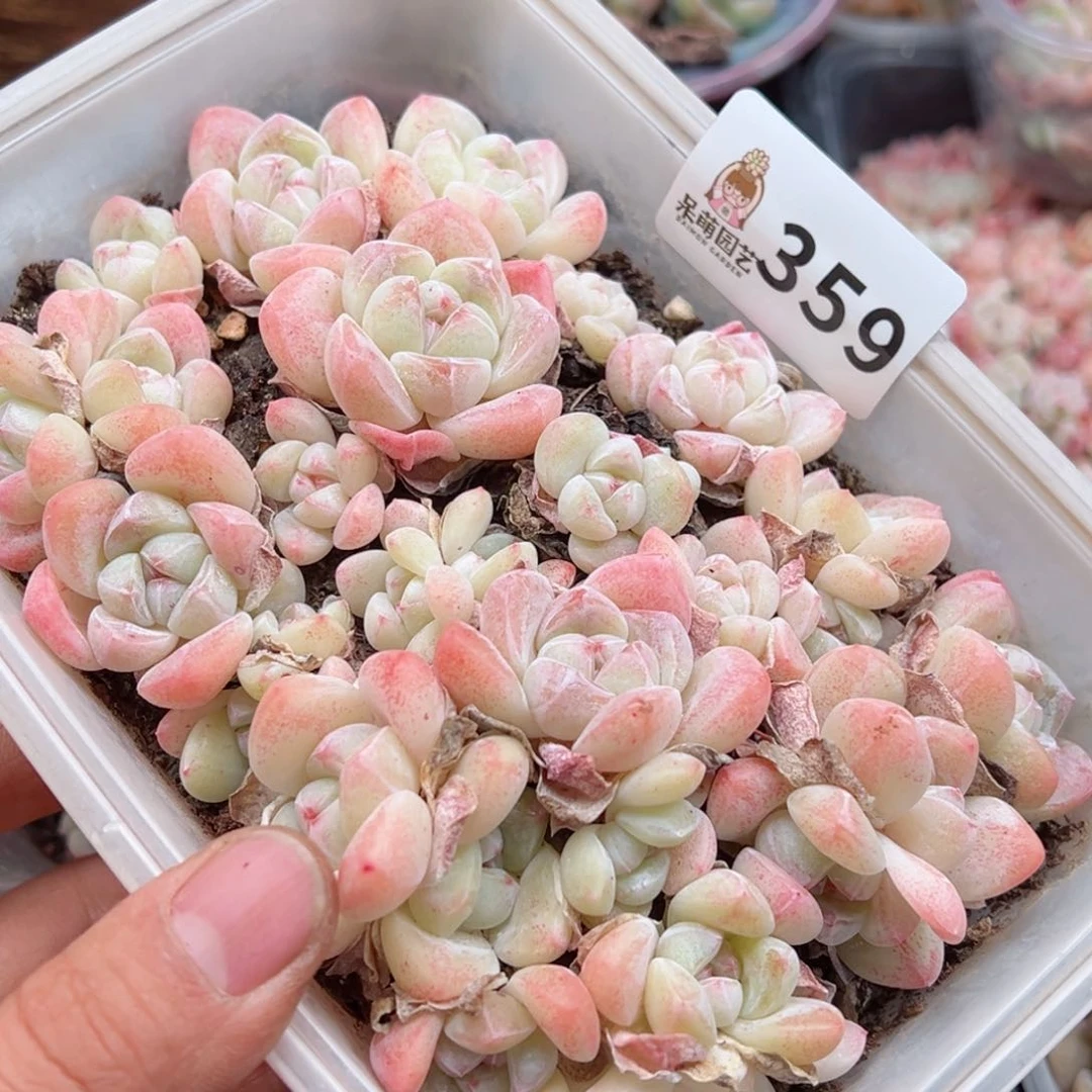 多肉植物多肉植物