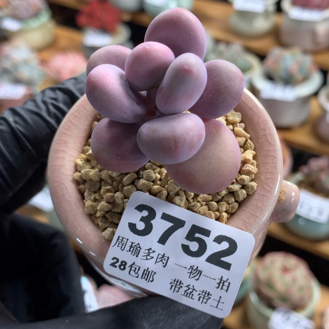精控多肉植物3752