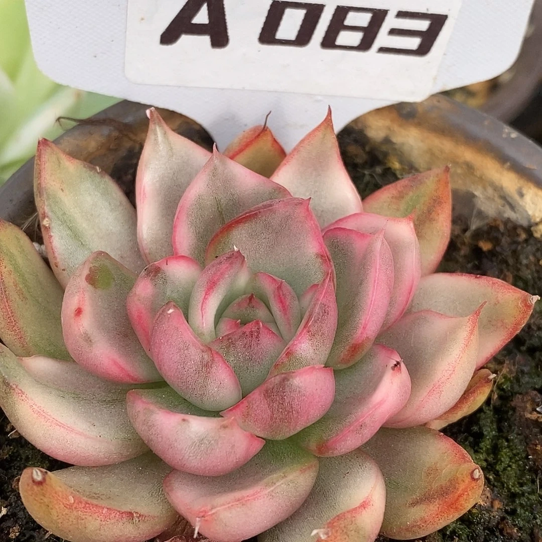 83野马哈哈哈哈哈哈哈