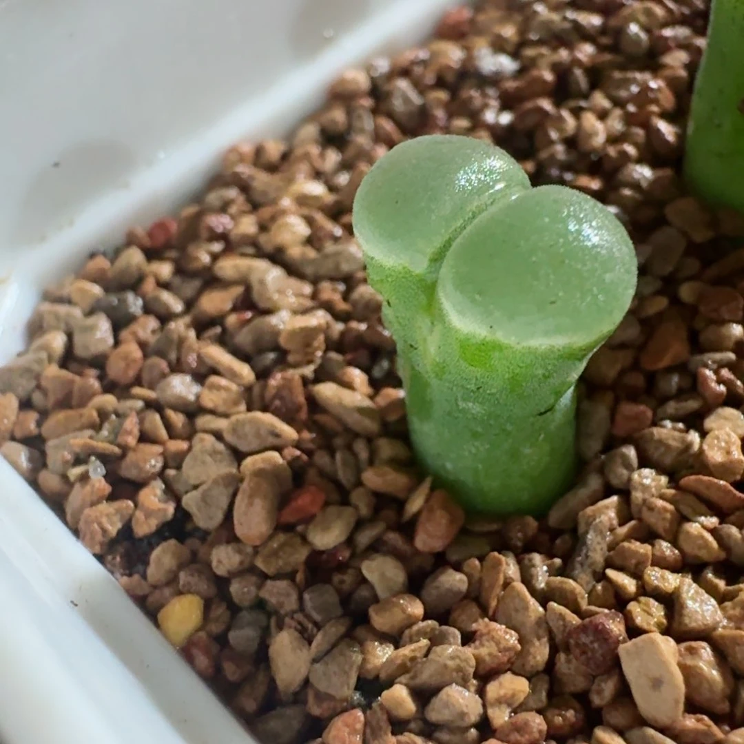 ?****?多肉.......1  ....