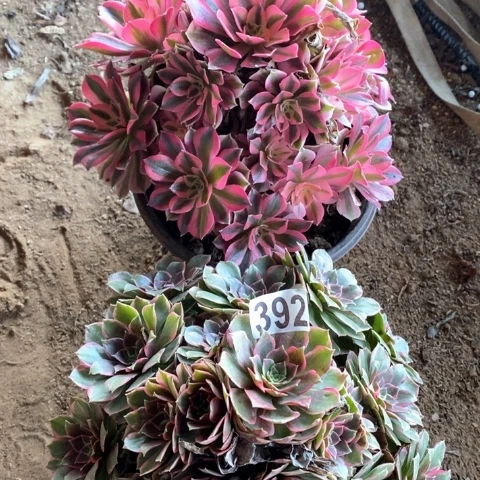 392两颗法师多肉植物