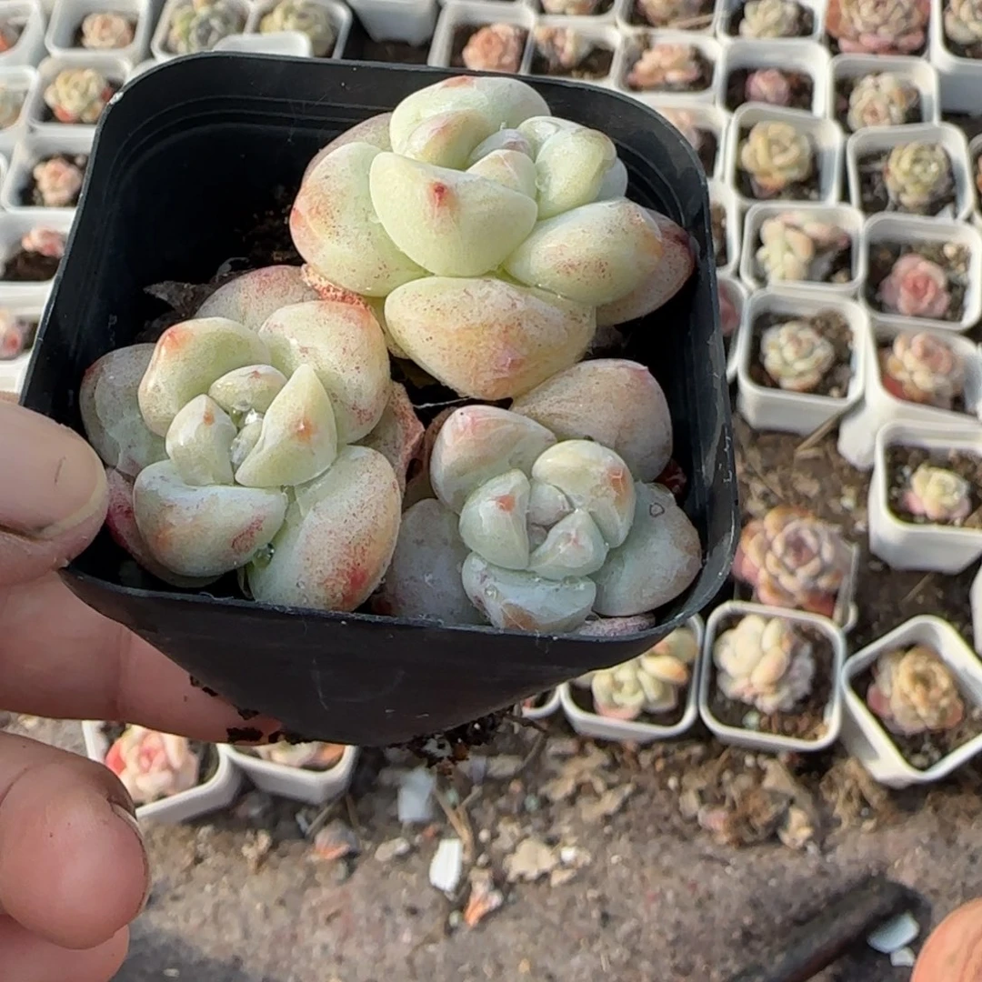 多肉小卡拉米糖心一物一拍