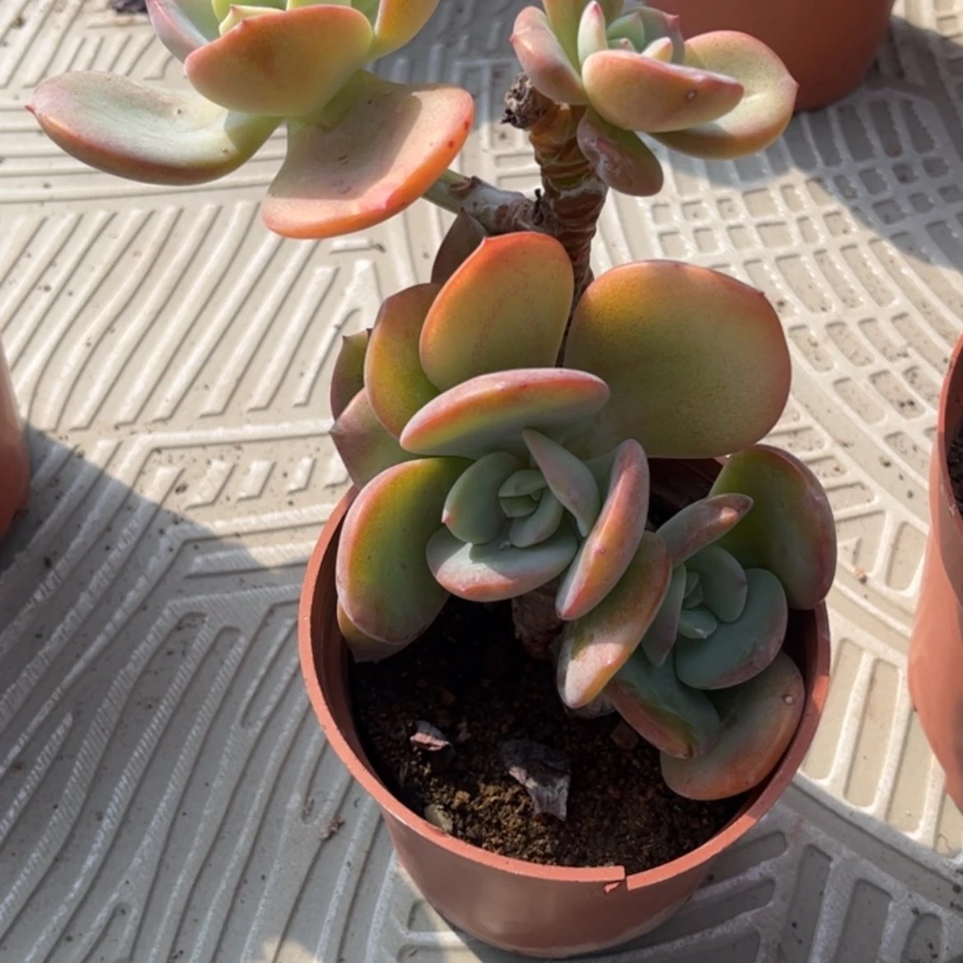 【闪购商品】无花朵风**人