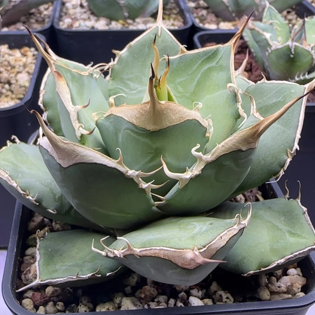 @***鸿实生啦啦啦啦啦啦啦