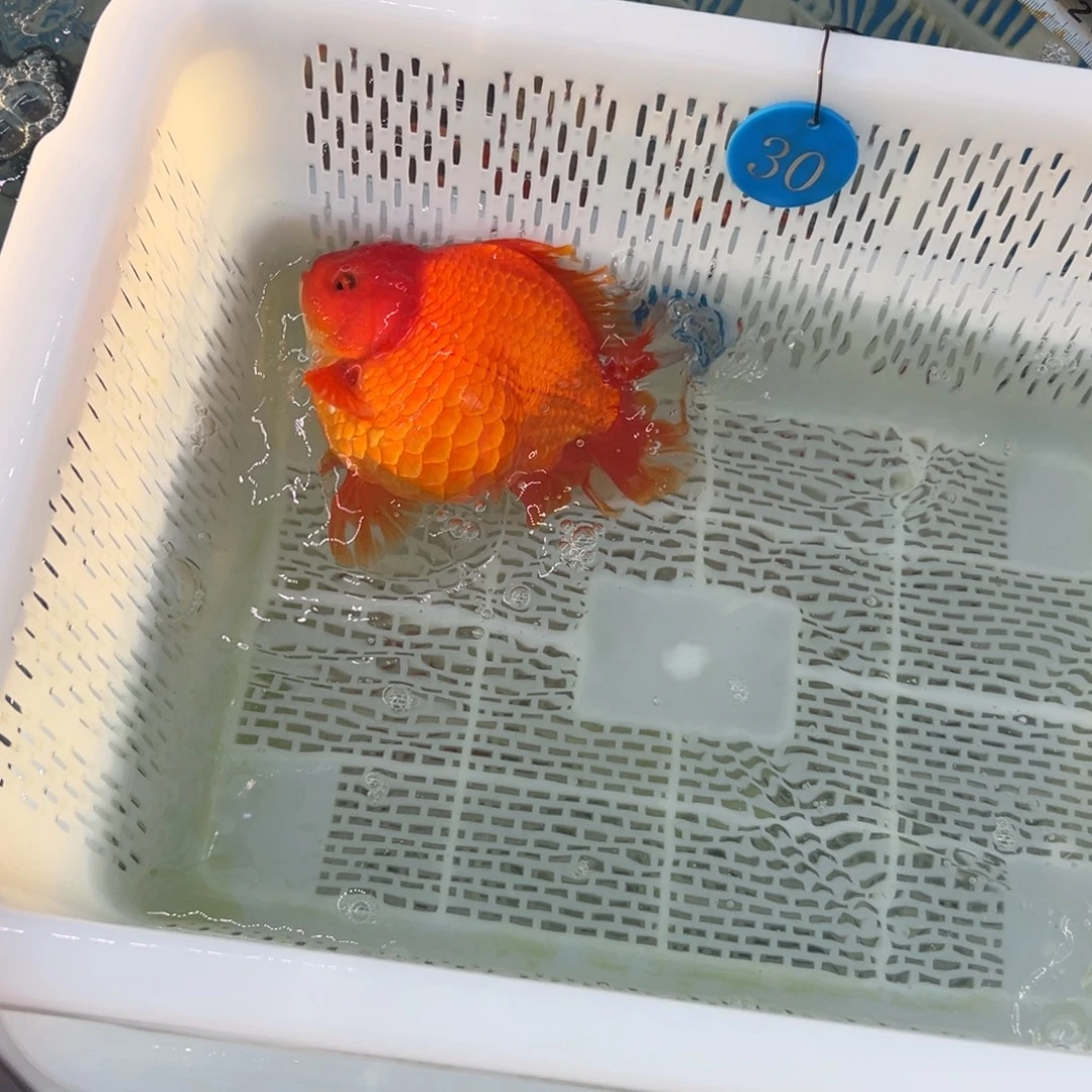 大***.金鱼你好吗我好想你