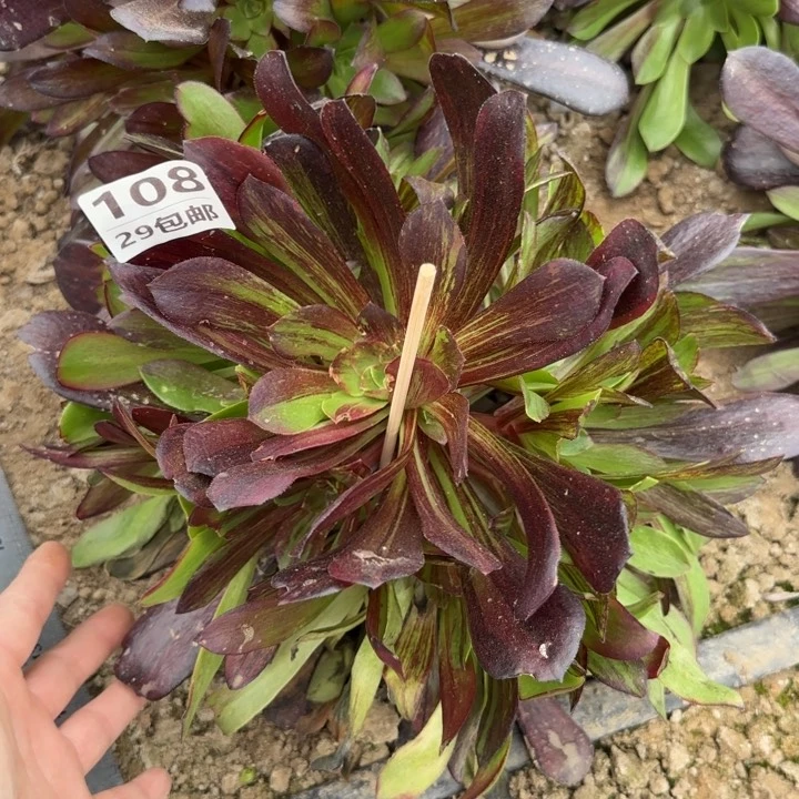 欧诺拉……多肉植物……