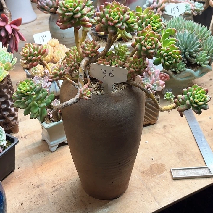 多肉植物，香格里拉36号