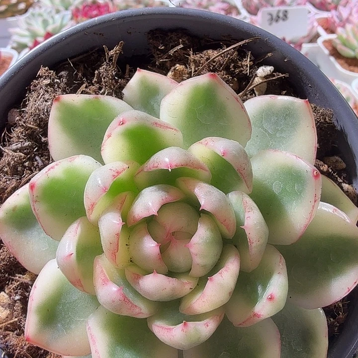 阿斯那锦多肉植物