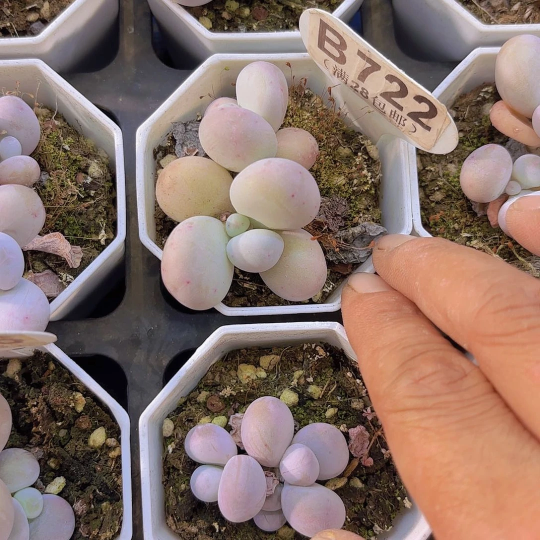 B722奶酪一物一拍