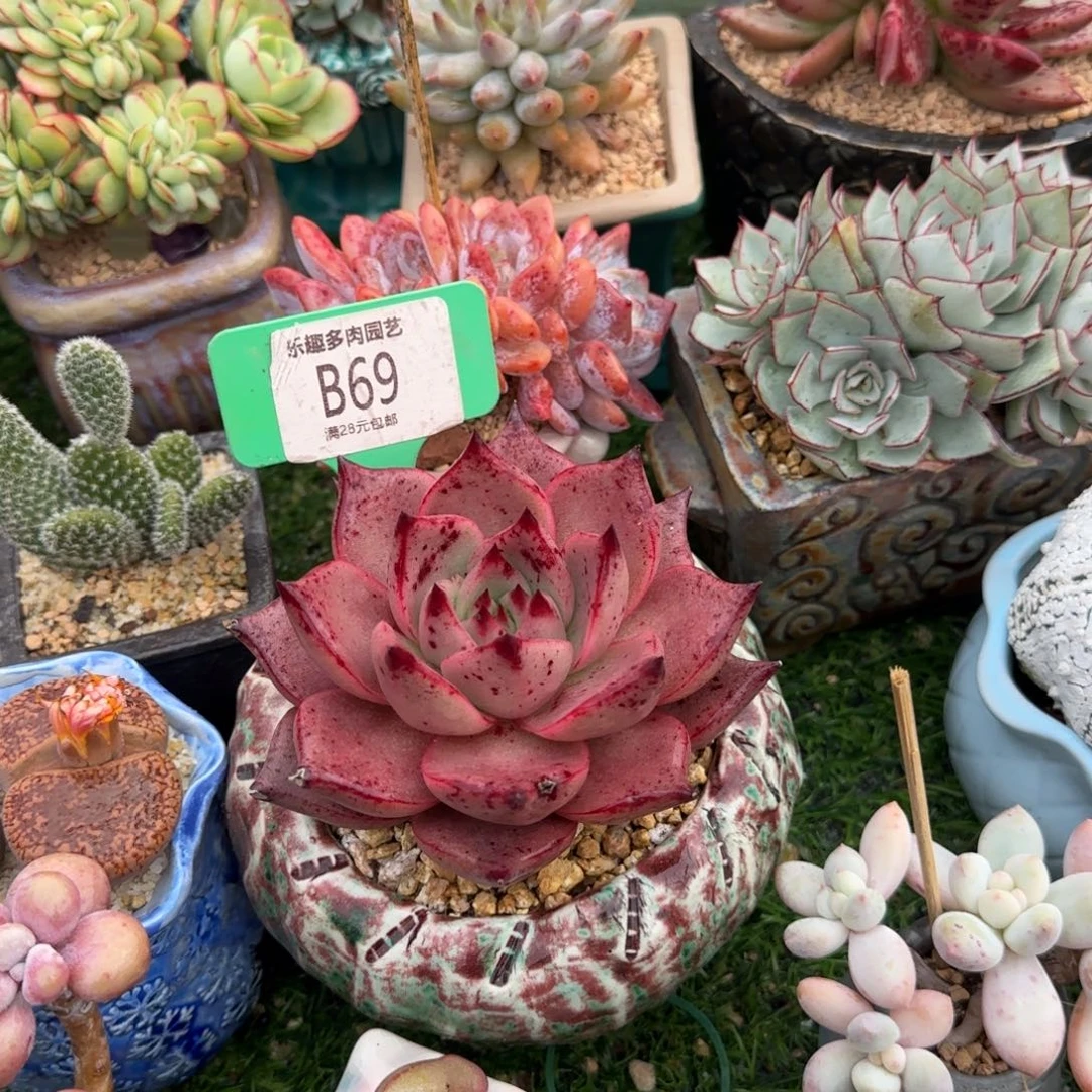 一***·多肉植物，血色罗密欧