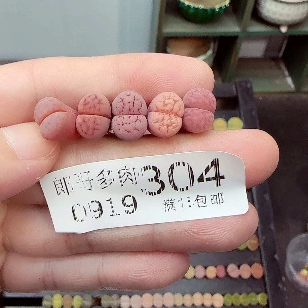 满满18包邮0919-304