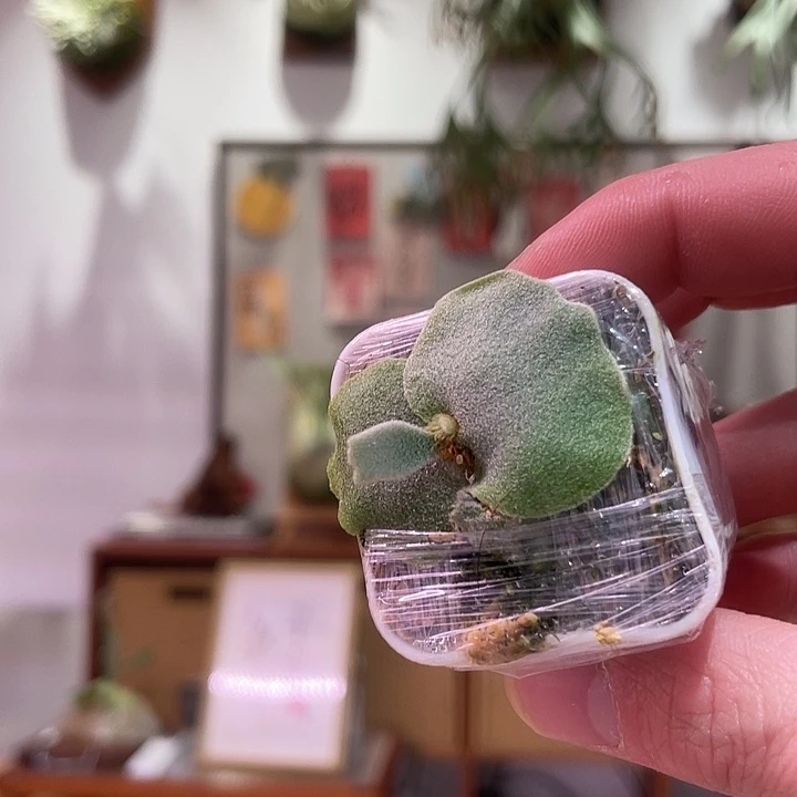 无花朵侏儒蓝皇后龙骨芽