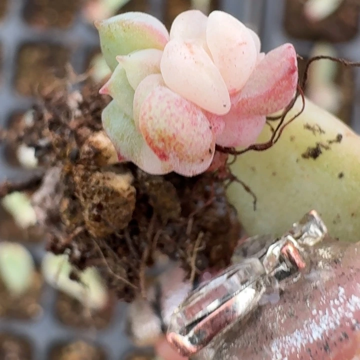 珍妮透一物一拍好看663