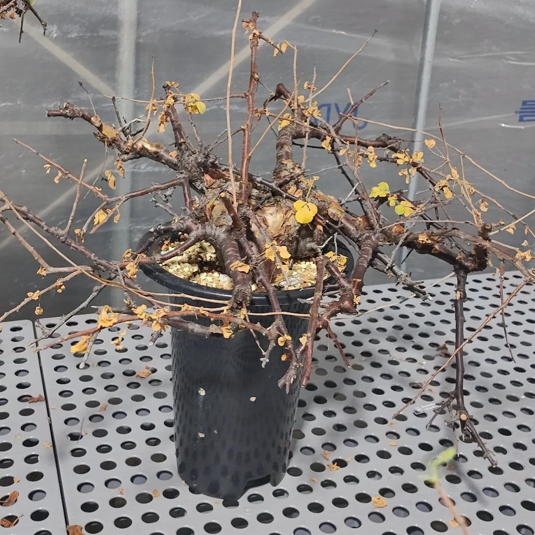 产地黑皮博然恩斯熟桩可寄养
