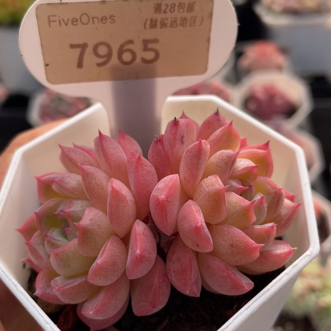 女王7965-5.5厘米