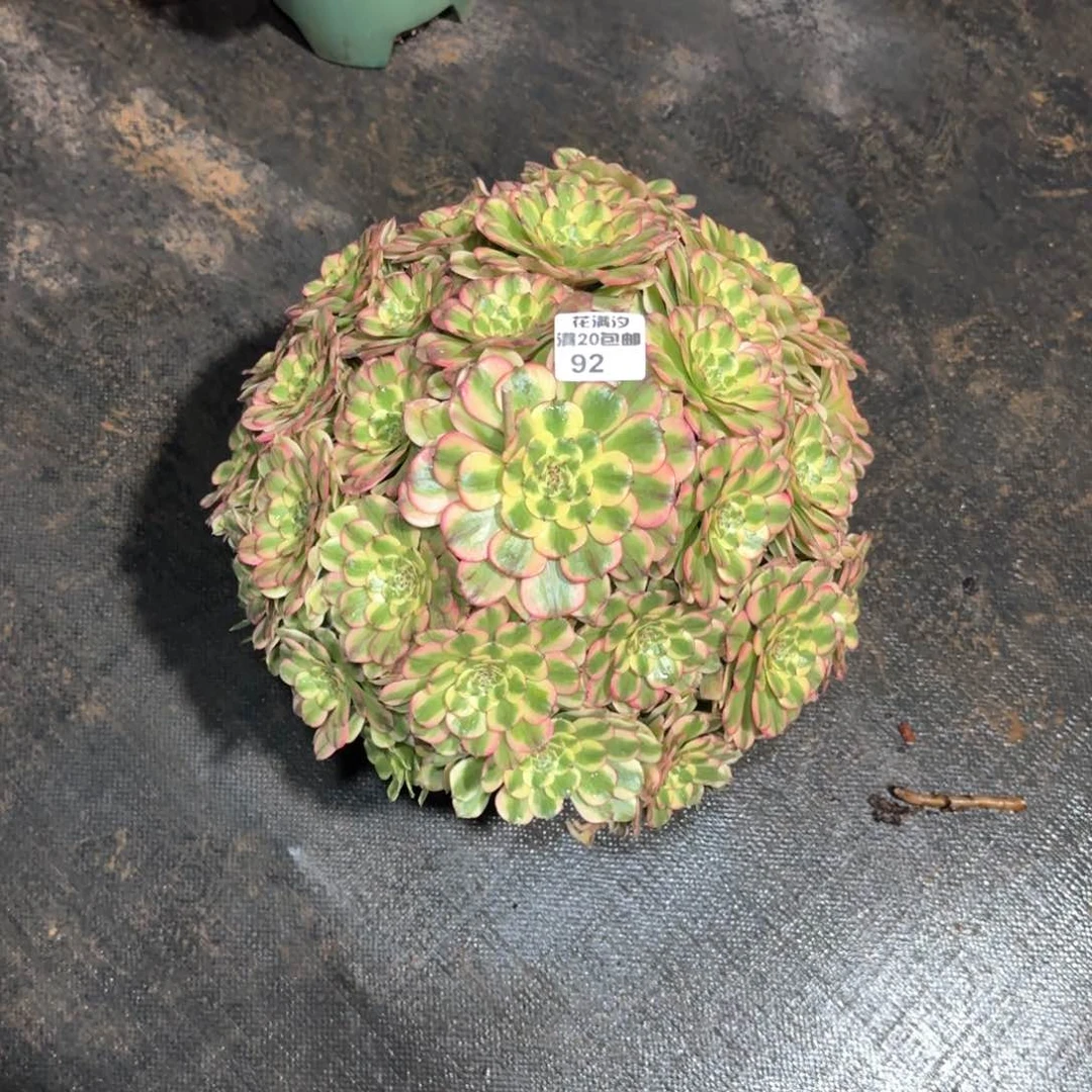 丘比特多肉植物法师92