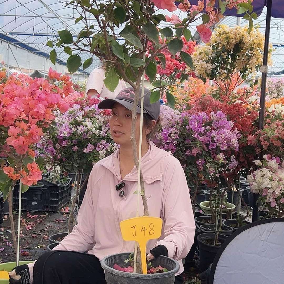 ****子大部分花苞少量开放J46波妹