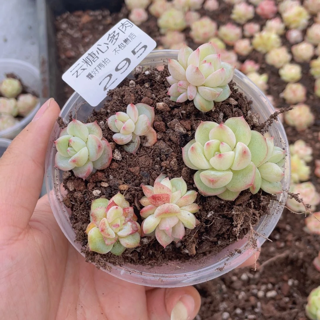 云糖心多肉植物295