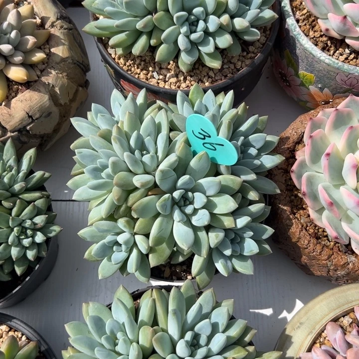 无花朵笑***❤多少人都有一颗想去