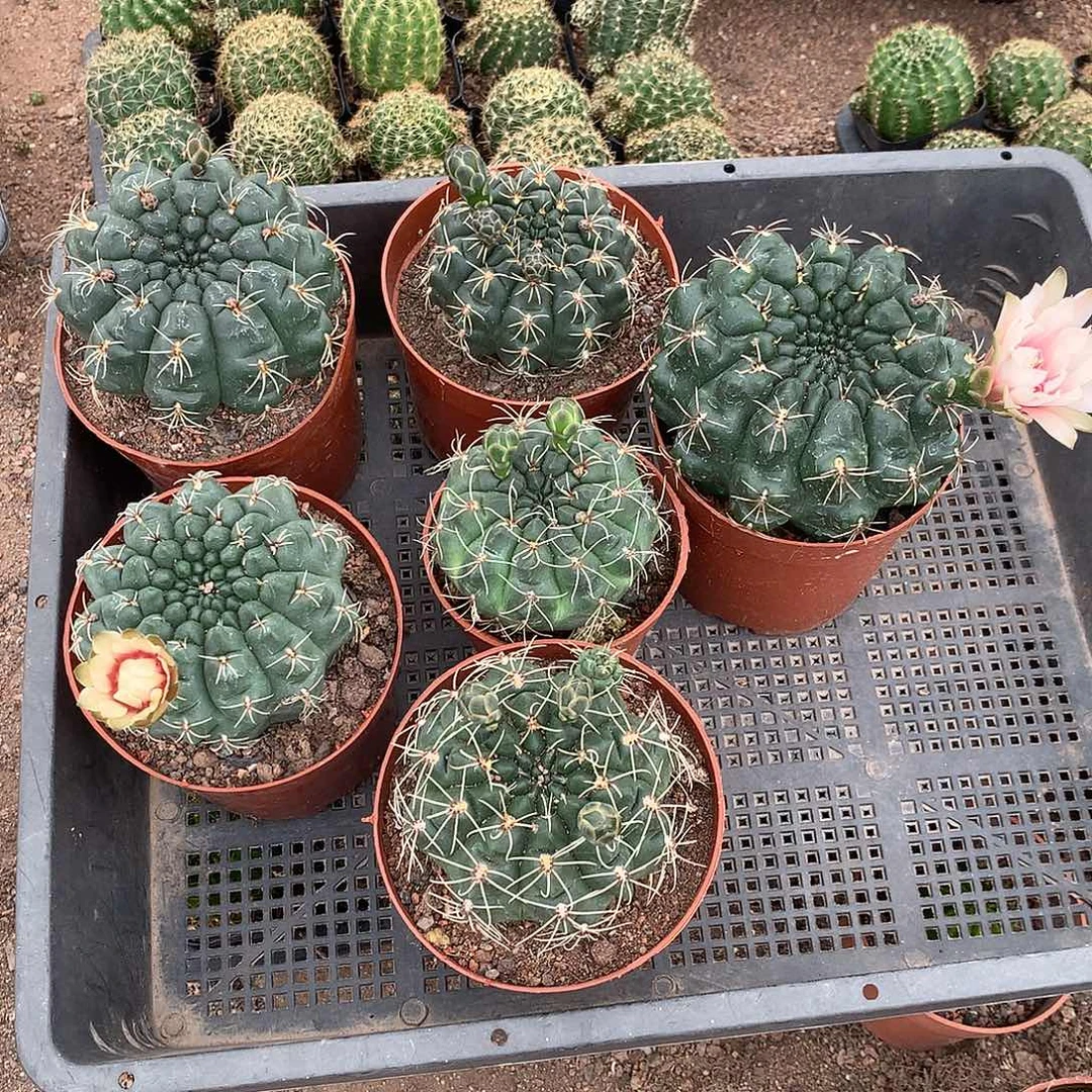 菲花玉6棵95带花苞发货